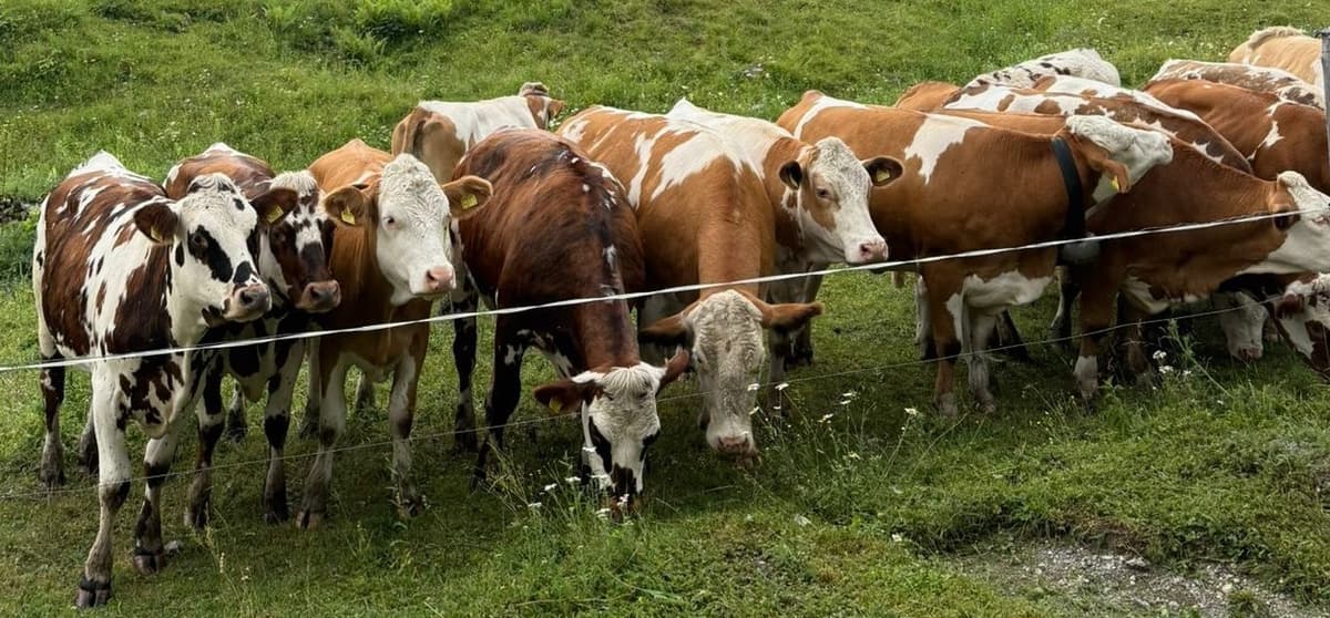 Kühe die am Zaun warten